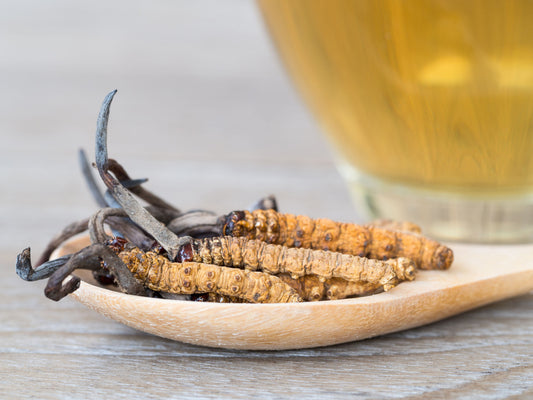 Cordyceps: Was ist das und wofür ist es wichtig?