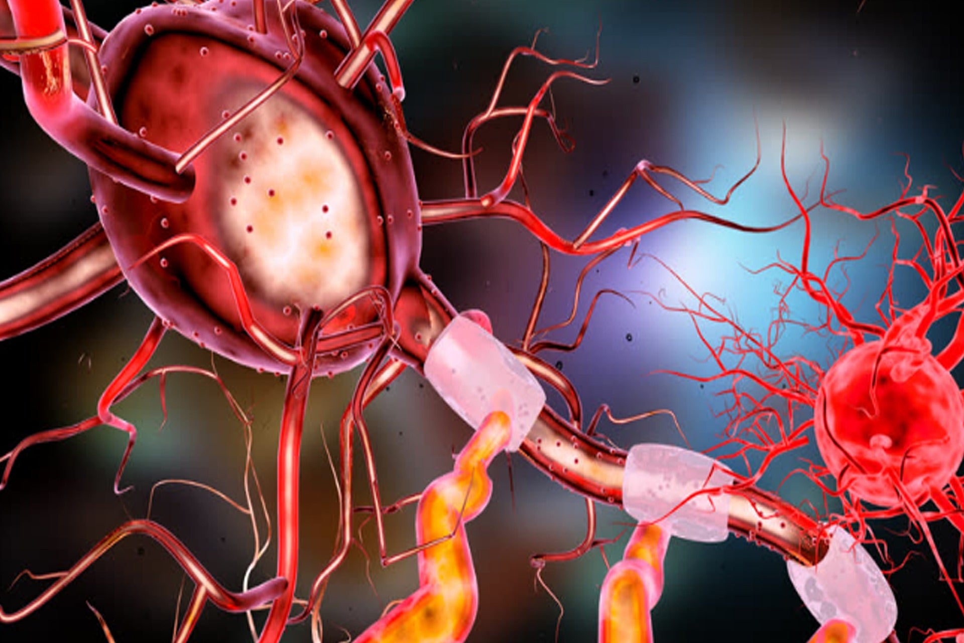 Welchen Effekt hat die Clean Eating auf Mitochondrien?