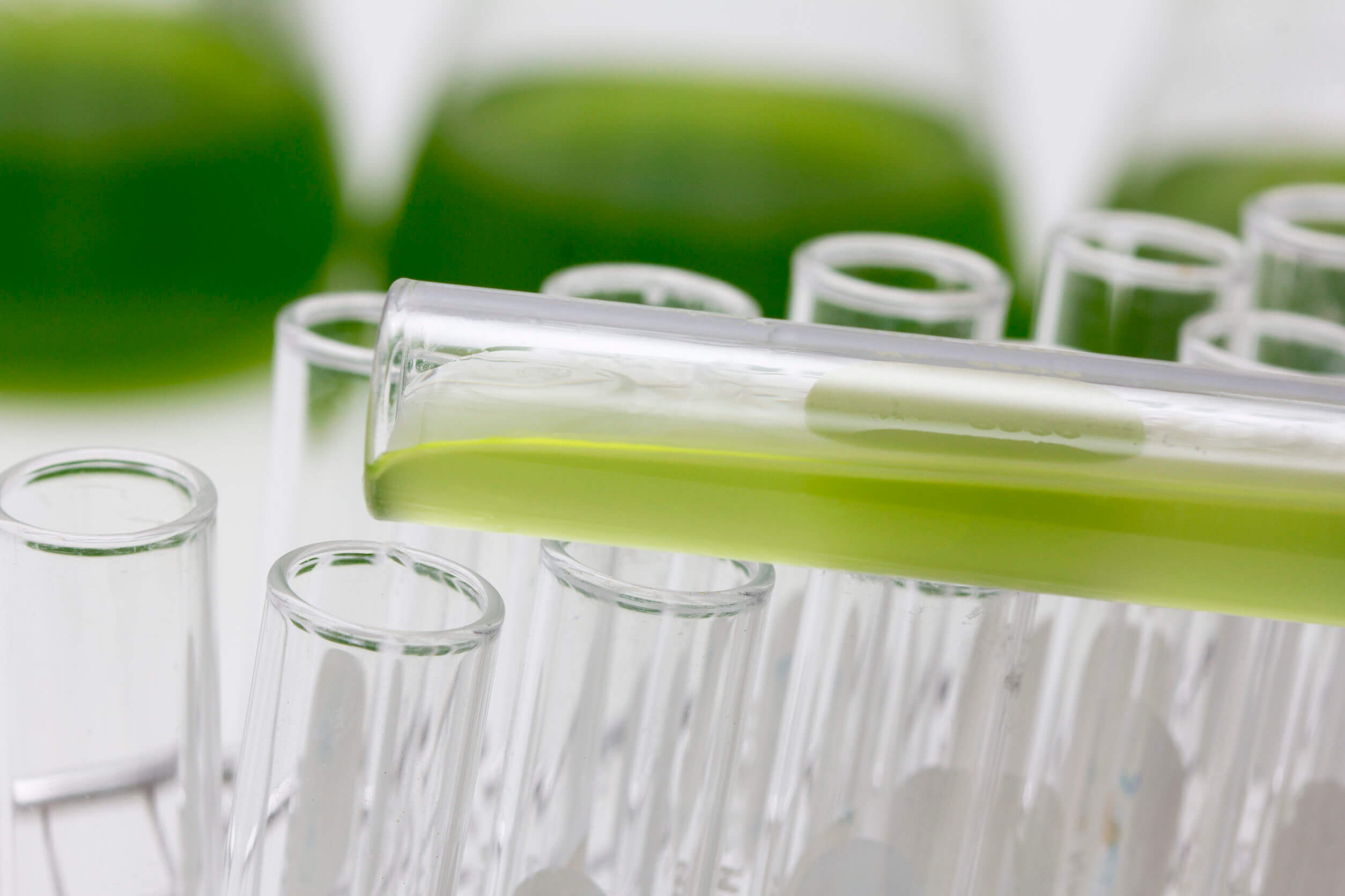 Algenöl: Eine gute pflanzliche Alternative? - Sundt Nutrition