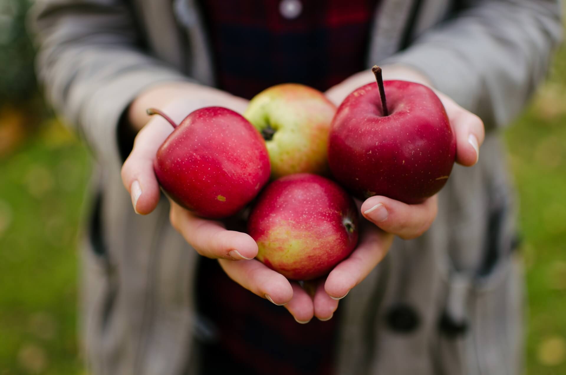 Kalorien von Äpfeln Die wichtigsten Fragen und Antworten Sundt Nutrition