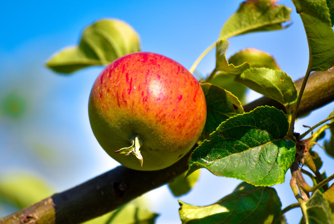 Polyphenole: Definition & Erklärungen