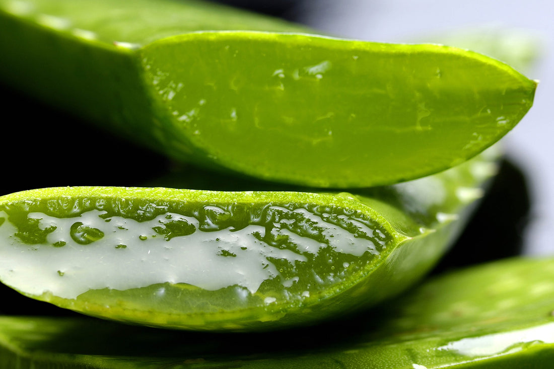 Aloe Vera für die Haut: Welche Effekte stecken dahinter?