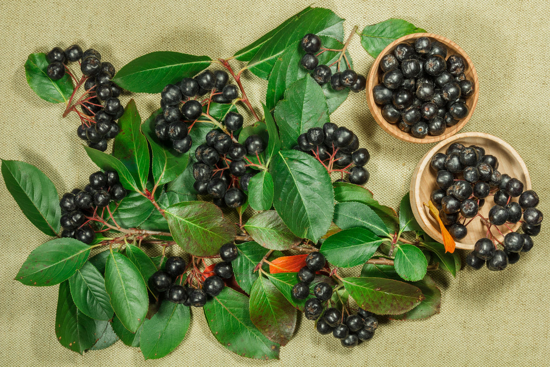 Die Wirkung von Aronia: Wichtige Fragen beantwortet