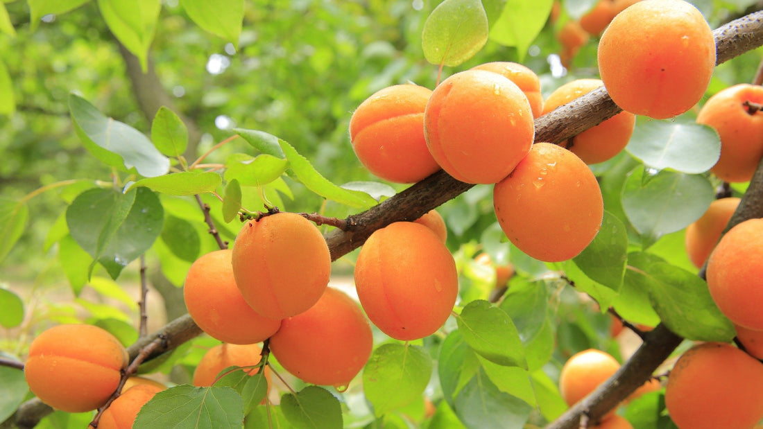 Obst mit wenig Zucker: Welches Obst ist keine Zuckerfalle?